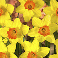 Нарцисс крупнокорончатый Ред Дэвон