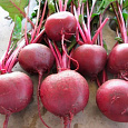 Свёкла столовая Бордовая звезда