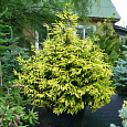Ель восточная Aureospicata