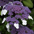 Гортензия шершавая Macrophylla