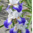 Ирис германский Ruban  Blue