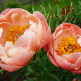 Пион травянистый Корал Чарм