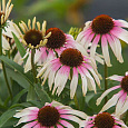Эхинацея пурпурная Фонтейн Пинк Ай Эхинацея пурпурная Фонтейн Пинк Ай