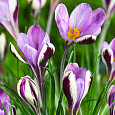 Крокус Ботанический Spring beauty