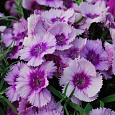 Гвоздика Диана Лавендер Пикоти Гвоздика Диана Лавендер Пикоти