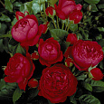 Роза чайно-гибридная Аскот (Rose Ascot) Роза чайно-гибридная Аскот (Rose Ascot)
