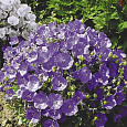 Колокольчик (Кампанула) Карпатский Смесь окрасок Колокольчик (Кампанула) Карпатский Смесь окрасок