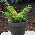 Можжевельник китайский Goldfern Можжевельник китайский Goldfern