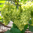 Виноград культурный Алешенькин Виноград культурный Алешенькин