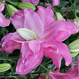 Лилия восточная махровая Лотус Джой Лилия восточная махровая Лотус Джой