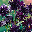 Аквилегия гибридная МакКаны Барлоу Блэк Аквилегия гибридная МакКаны Барлоу Блэк