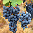 Виноград культурный Агат Донской Виноград культурный Агат Донской