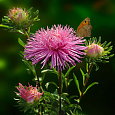 Астра июльская Розовая