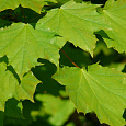 Клен остролистный Клен остролистный