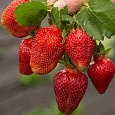 Земляника садовая Азия Земляника садовая Азия