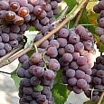 Виноград плодовый Канадис