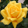 Роза чайно-гибридная Голд Глоу Роза чайно-гибридная Голд Глоу
