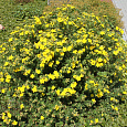 Лапчатка кустарниковая Sommerflor