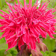 Монарда (Дикий бергамот) гибридная Pink Supreme Монарда (Дикий бергамот) гибридная Pink Supreme