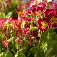 Примула (первоцвет) Высокая Victoriana GoldLau Red