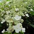 Гортензия метельчатая Papillon