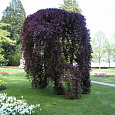 Бук лесной Purpurea Pendula на штамбе