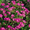 Герань (Аистов клюв) пепельная Splendens Герань (Аистов клюв) пепельная Splendens