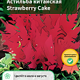 Астильба китайская Strawberry Cake Астильба китайская Strawberry Cake
