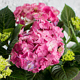 Гортензия крупнолистовая Эрли Пинк Гортензия крупнолистовая Эрли Пинк