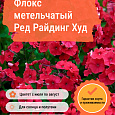 Флокс метельчатый Ред Райдинг Худ