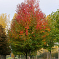 Клен красный Armstrong Клен красный Armstrong