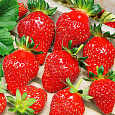 Земляника садовая Верити Земляника садовая Верити