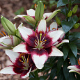 Лилия азиатская горшечная Куритиба