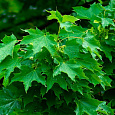 Клен остролистный Клен остролистный