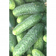 Огурец Гибридный Перента f1