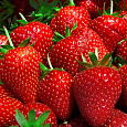 Земляника садовая Русь Земляника садовая Русь