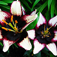 Лилия азиатская Танго Блэк Ай Лилия азиатская Танго Блэк Ай
