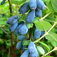 Жимолость съедобная Синеглазка
