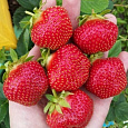 Земляника садовая Камрад-Победитель Земляника садовая Камрад-Победитель