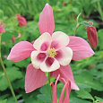 Аквилегия (Водосбор) голубая Spring Magic Rose White Аквилегия (Водосбор) голубая Spring Magic Rose White