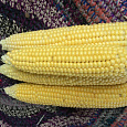 Кукуруза Симпатия F1