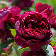 Роза чайно-гибридная Аскот (Rose Ascot) Роза чайно-гибридная Аскот (Rose Ascot)