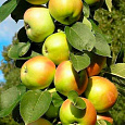 Яблоня колоновидная Президент Яблоня колоновидная Президент