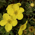 Лапчатка кустарниковая Sommerflor
