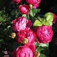 Роза чайно-гибридная Аскот (Rose Ascot) Роза чайно-гибридная Аскот (Rose Ascot)