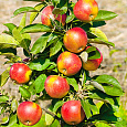 Яблоня колоновидная Московское ожерелье Яблоня колоновидная Московское ожерелье