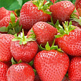 Земляника садовая Берегиня Земляника садовая Берегиня