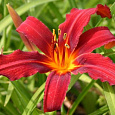 Лилейник гибридный Кримсон Пират