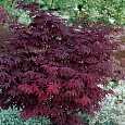 Клен дланевидный Atropurpureum