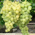 Виноград культурный Московский белый Виноград культурный Московский белый